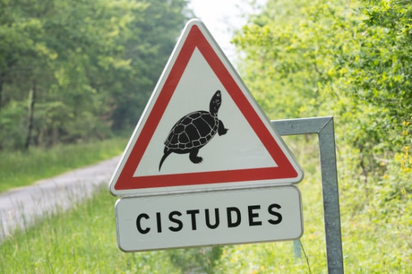 Travaux en zone Natura 2000 = destruction d’habitat d’espèce protégée ?